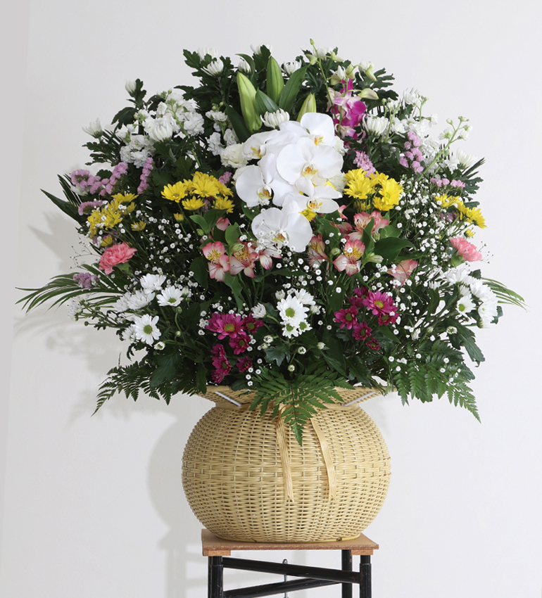 しらた斎場オリジナル　ダルマ生花　胡蝶蘭1本